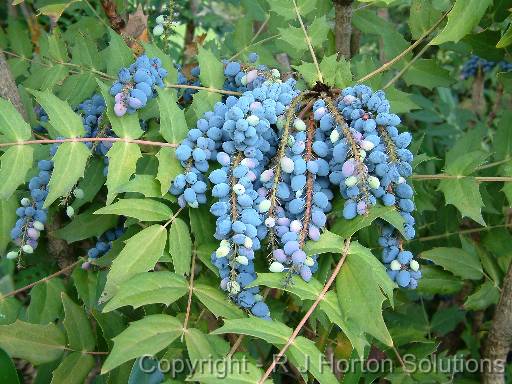 Mahonia berries 